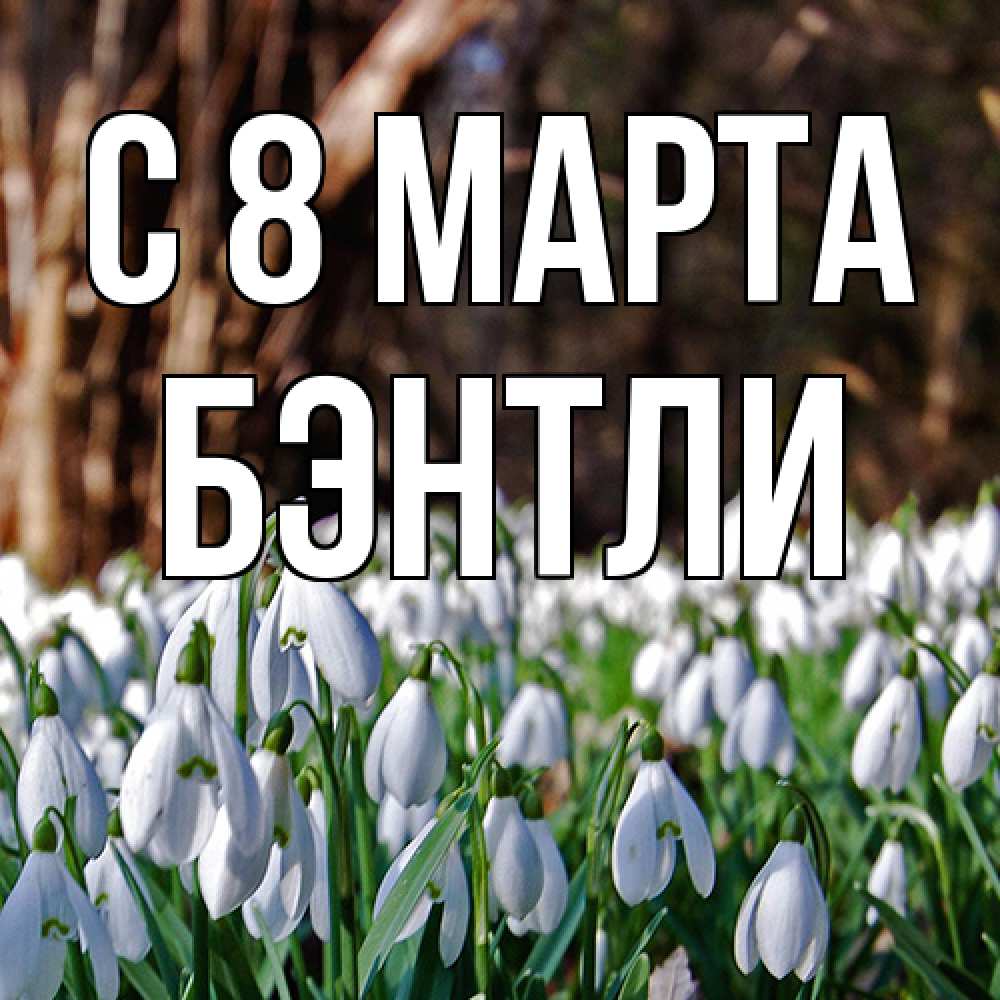 Открытка на каждый день с именем, Бэнтли C 8 МАРТА с подснежниками 1 Прикольная открытка с пожеланием онлайн скачать бесплатно 