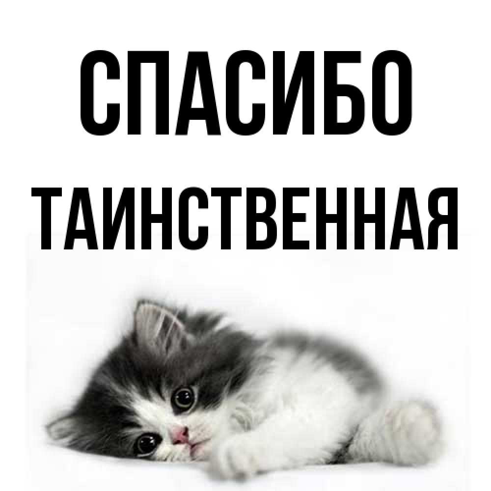 Открытка на каждый день с именем, таинственная Спасибо черный и белый кот Прикольная открытка с пожеланием онлайн скачать бесплатно 