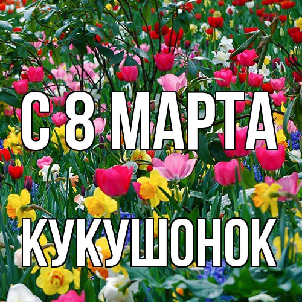 Открытка на каждый день с именем, кукушонок C 8 МАРТА с международным женским днем поздравления для женщины Прикольная открытка с пожеланием онлайн скачать бесплатно 