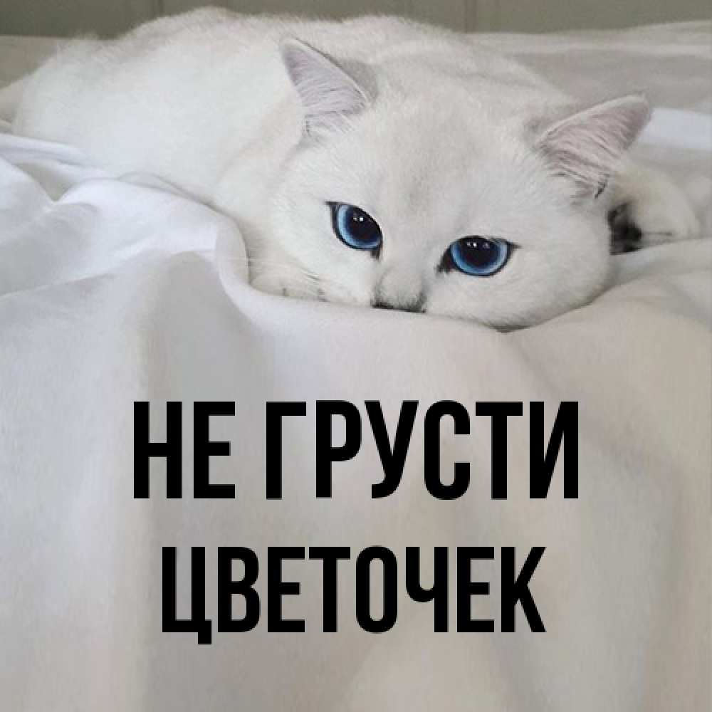 Открытка на каждый день с именем, Цветочек Не грусти Голубоглазая кошка Прикольная открытка с пожеланием онлайн скачать бесплатно 