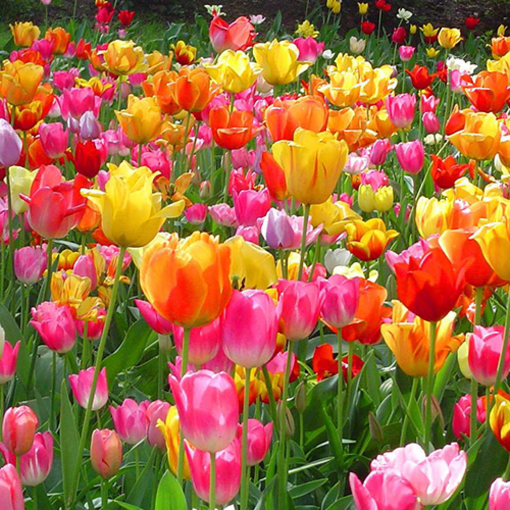 Открытка на каждый день с именем, Дух C 8 МАРТА на международный женский день Прикольная открытка с пожеланием онлайн скачать бесплатно 