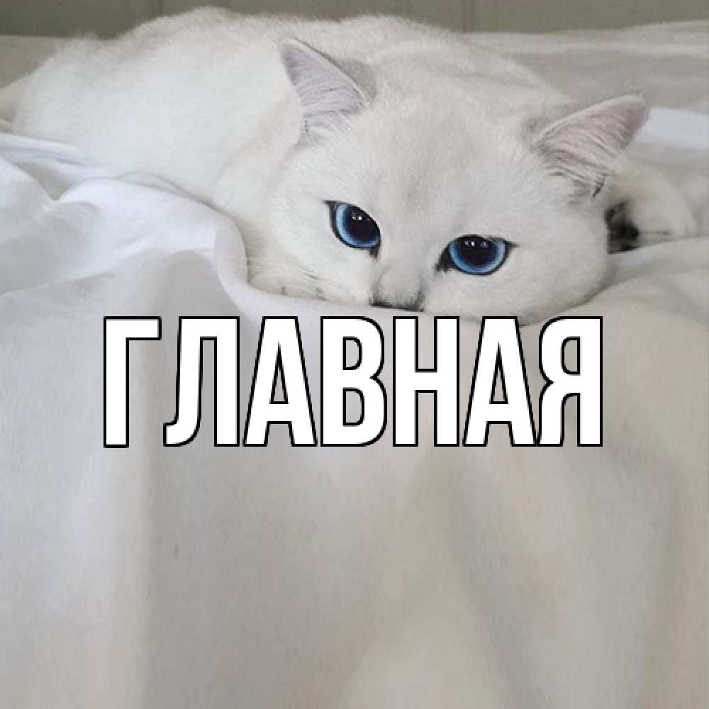 Открытка на каждый день с именем, Анна Главная белый кот с голубыми глазами на белоснежной кровати Прикольная открытка с пожеланием онлайн скачать бесплатно 