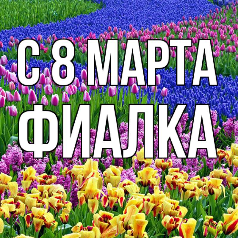 Картинка C 8 МАРТА, Фиалка