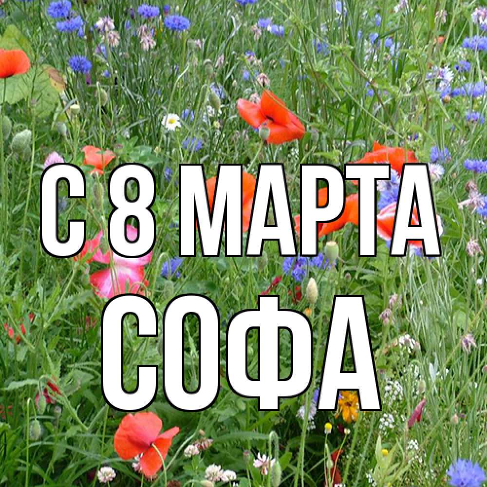 Открытка на каждый день с именем, Софа C 8 МАРТА международный женский день 4 Прикольная открытка с пожеланием онлайн скачать бесплатно 