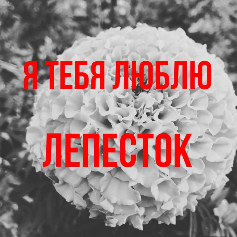 Картинка Я тебя люблю, Лепесток