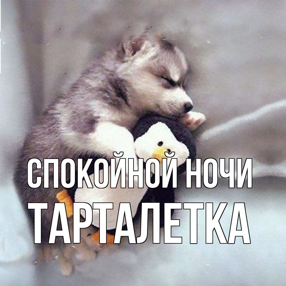 Открытка на каждый день с именем, Тарталетка Спокойной ночи обнимашки щенка и пингвина Прикольная открытка с пожеланием онлайн скачать бесплатно 