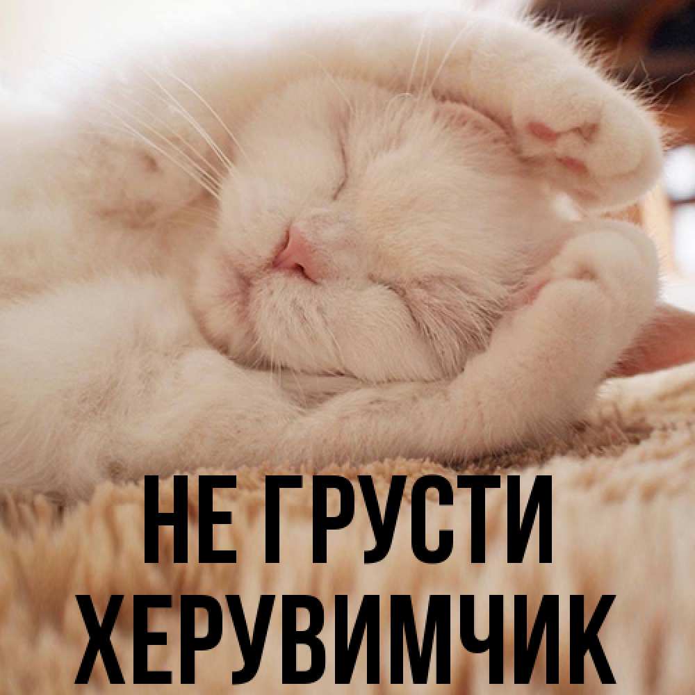 Открытка на каждый день с именем, Хеpувимчик Не грусти Котенок спит Прикольная открытка с пожеланием онлайн скачать бесплатно 