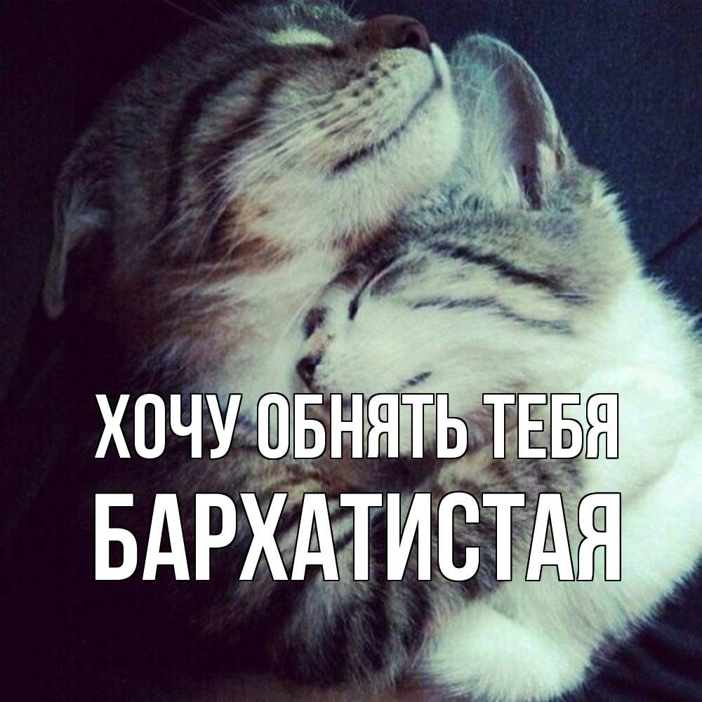 Открытка на каждый день с именем, Бархатистая Хочу обнять тебя полосатики Прикольная открытка с пожеланием онлайн скачать бесплатно 