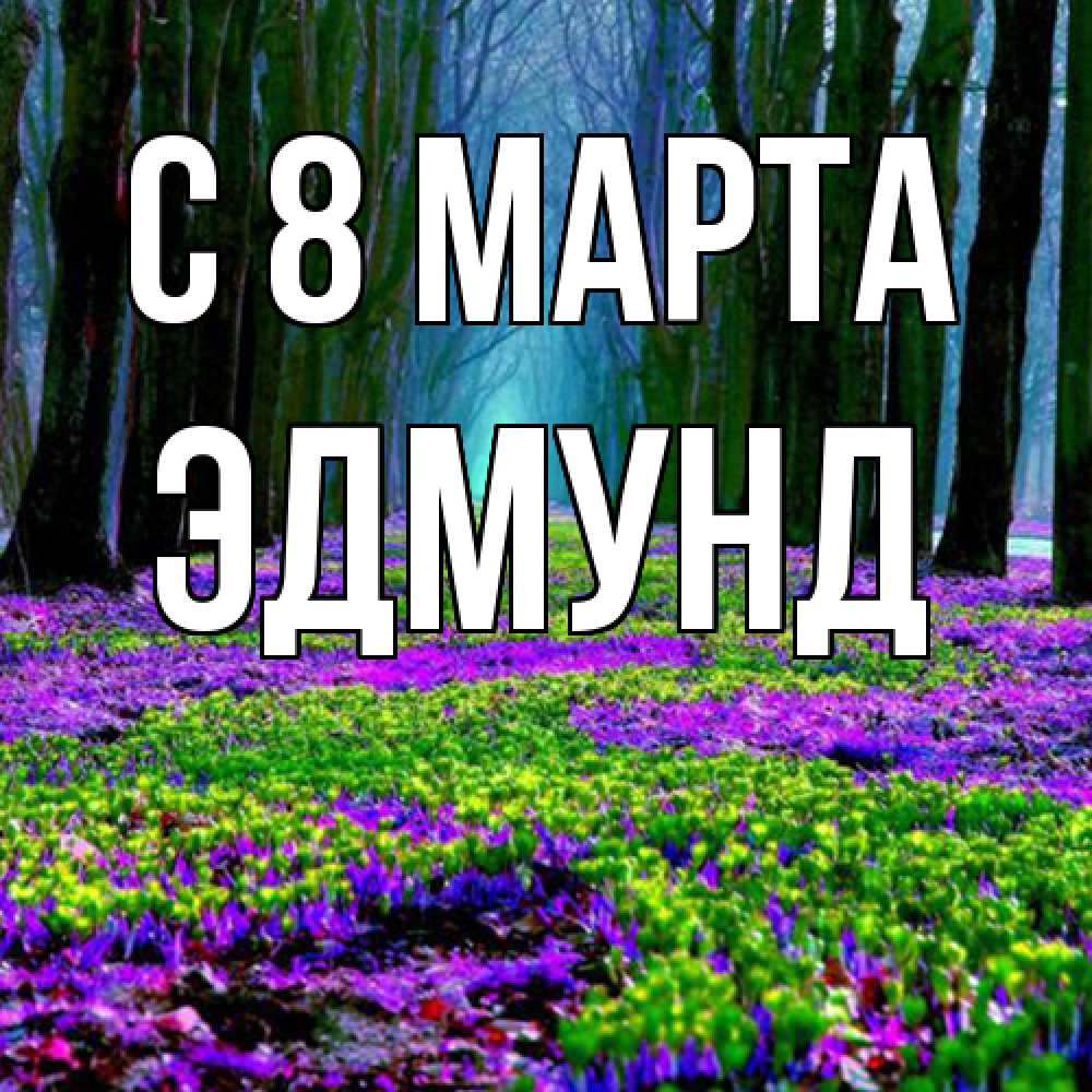 Открытка на каждый день с именем, Эдмунд C 8 МАРТА фиолетовые цветы в лесу 1 Прикольная открытка с пожеланием онлайн скачать бесплатно 