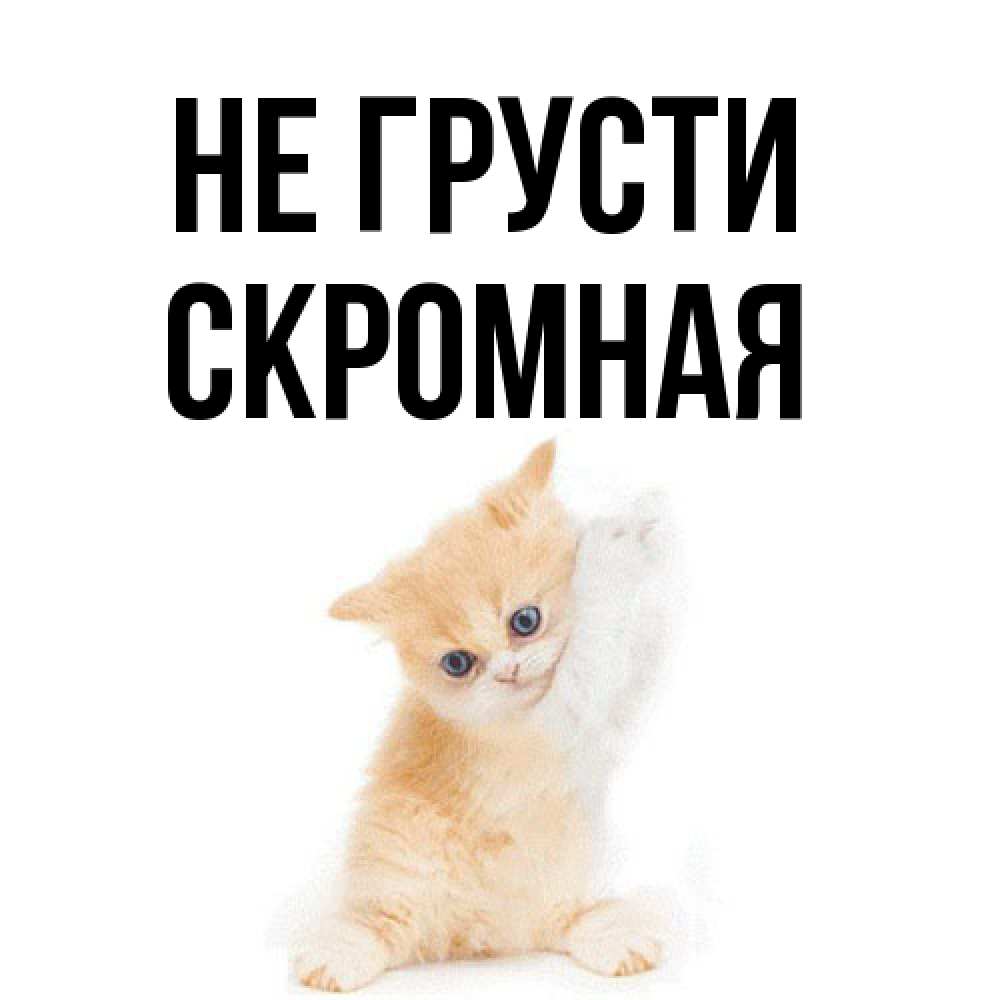 Открытка на каждый день с именем, скромная Не грусти просящий кот Прикольная открытка с пожеланием онлайн скачать бесплатно 