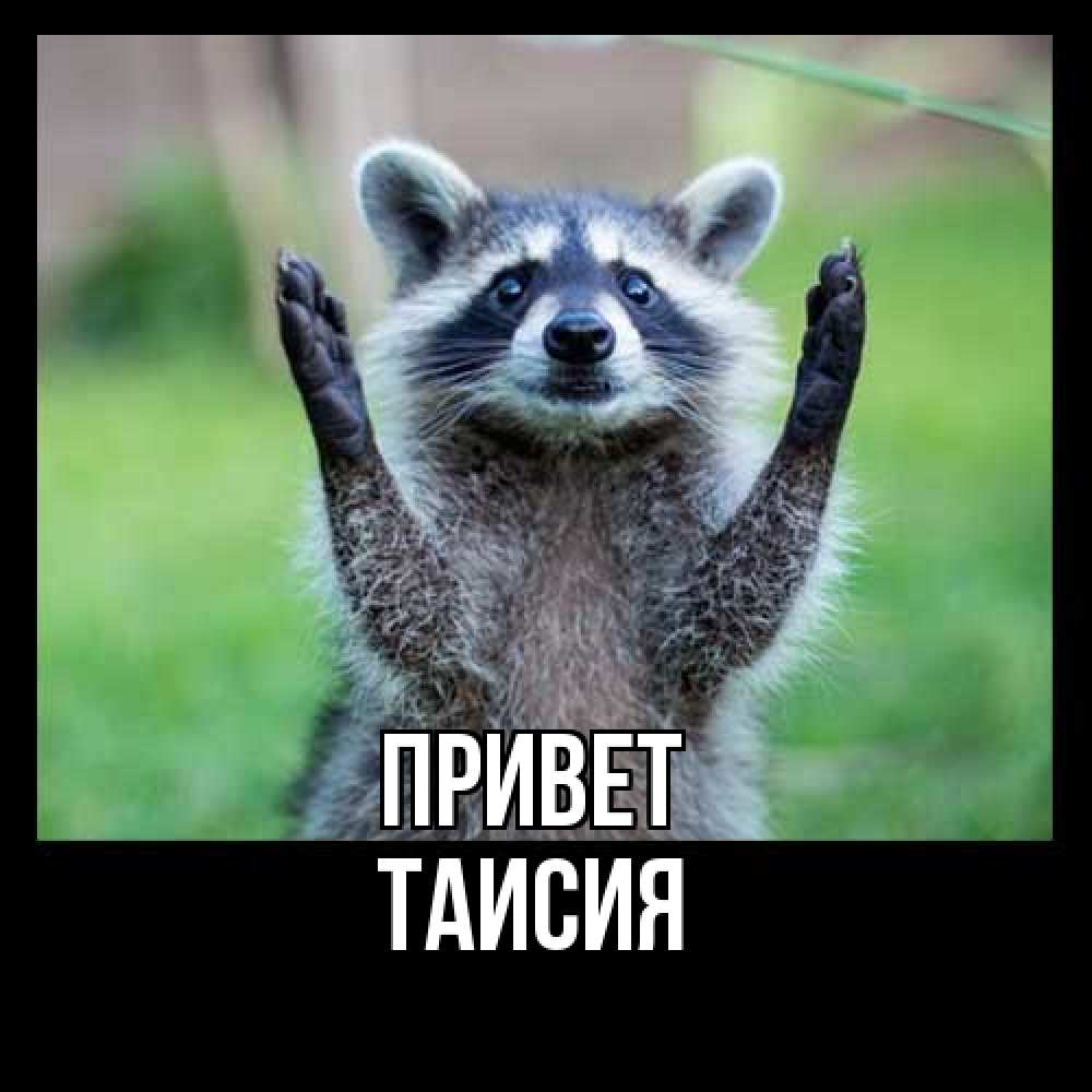 Открытка на каждый день с именем, Таисия Привет животные Прикольная открытка с пожеланием онлайн скачать бесплатно 