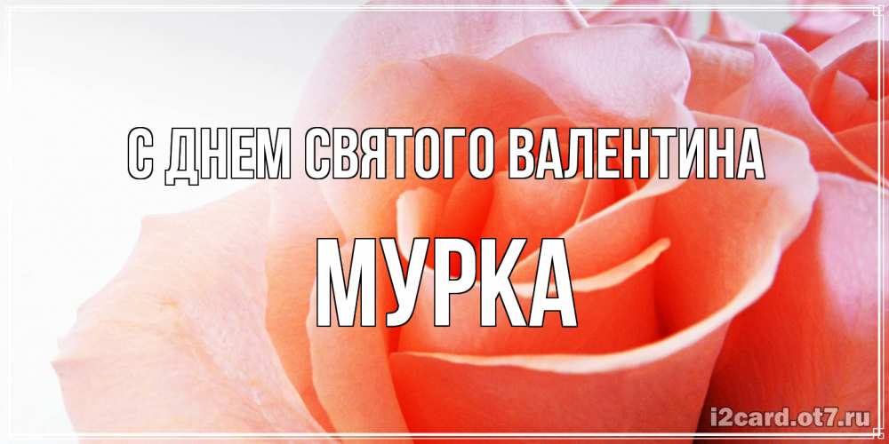 Открытка на каждый день с именем, Мурка С днем Святого Валентина открытка на день Святого Валентина с розовой розой Прикольная открытка с пожеланием онлайн скачать бесплатно 