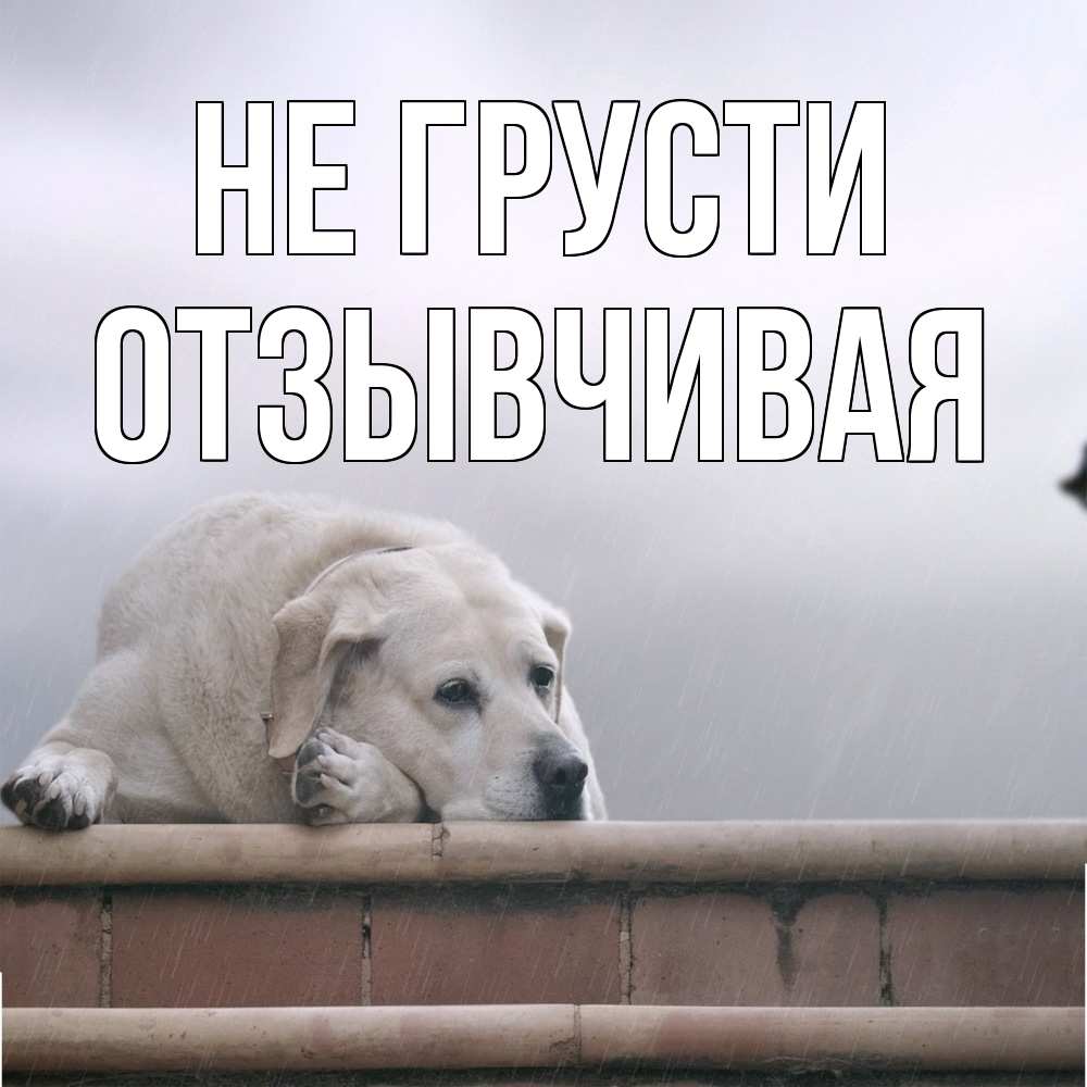 Открытка на каждый день с именем, Отзывчивая Не грусти белый пес 1 Прикольная открытка с пожеланием онлайн скачать бесплатно 