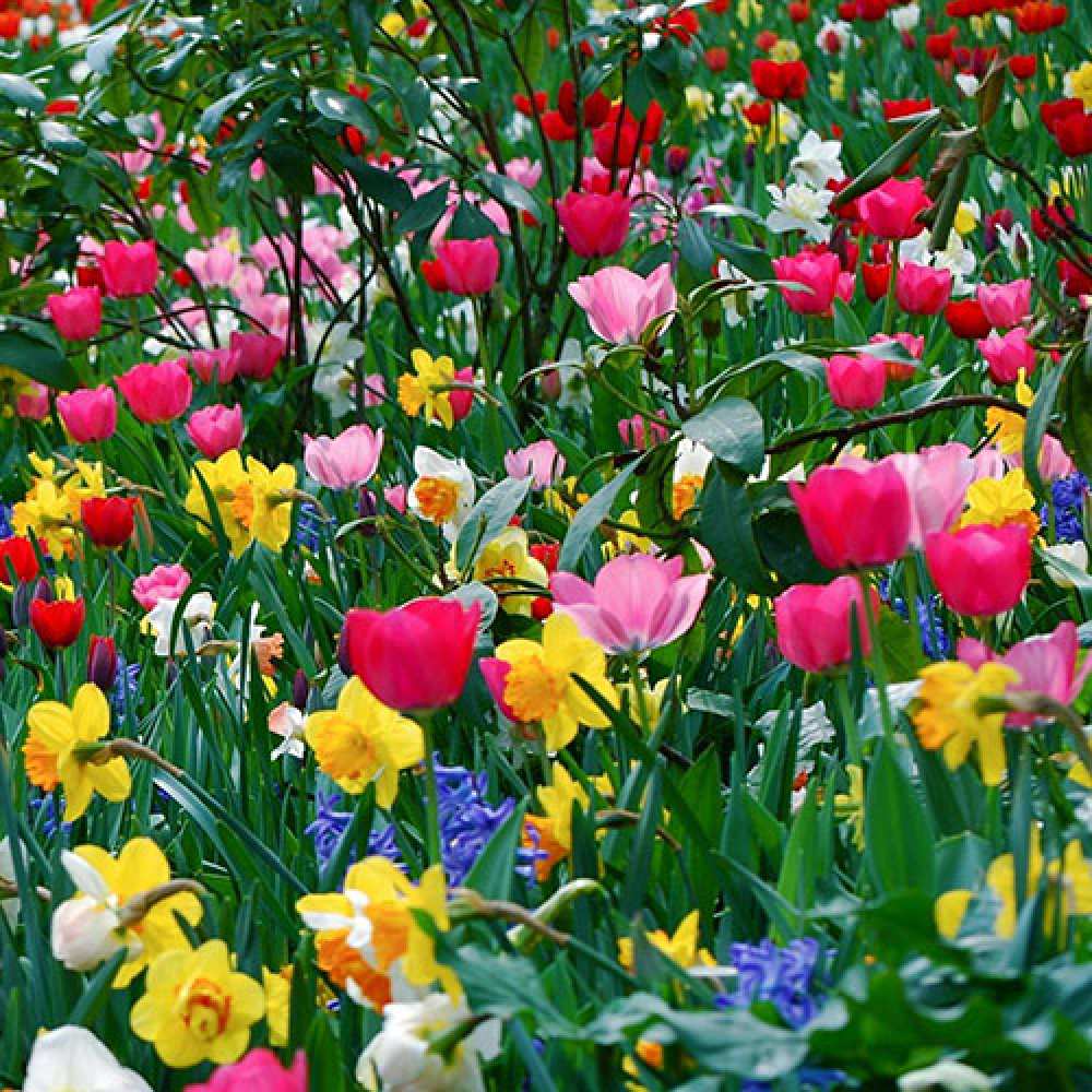 Открытка на каждый день с именем, Плюшечка C 8 МАРТА с международным женским днем поздравления для женщины Прикольная открытка с пожеланием онлайн скачать бесплатно 