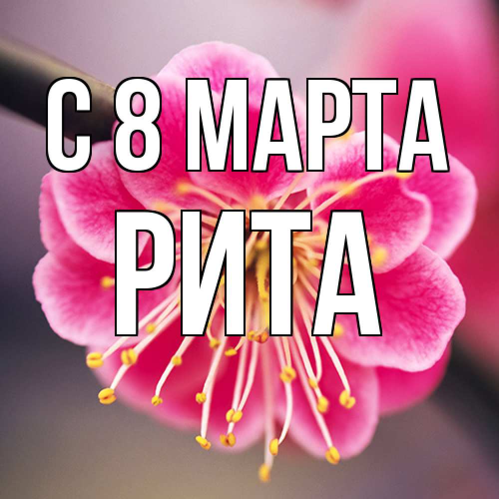 Открытка на каждый день с именем, Рита C 8 МАРТА цветы Прикольная открытка с пожеланием онлайн скачать бесплатно 