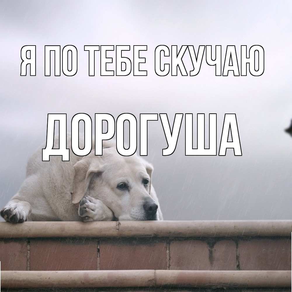 Открытка на каждый день с именем, дорогуша Я по тебе скучаю ждет Прикольная открытка с пожеланием онлайн скачать бесплатно 