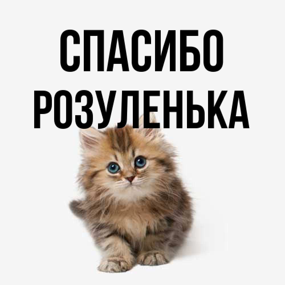 Открытка на каждый день с именем, Розуленька Спасибо пушистый котик Прикольная открытка с пожеланием онлайн скачать бесплатно 
