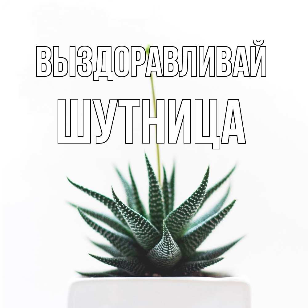 Открытка на каждый день с именем, Шутница Выздоравливай короче это непонятная колючка Прикольная открытка с пожеланием онлайн скачать бесплатно 