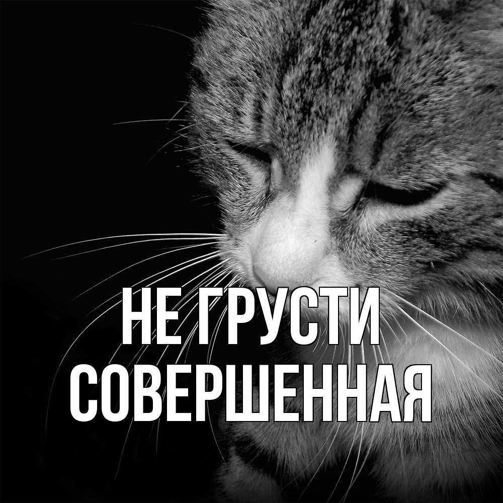 Открытка на каждый день с именем, Совершенная Не грусти грустный котик Прикольная открытка с пожеланием онлайн скачать бесплатно 