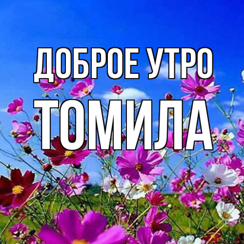 Открытка на каждый день с именем, Томила Доброе утро сиреневые цветы Прикольная открытка с пожеланием онлайн скачать бесплатно 