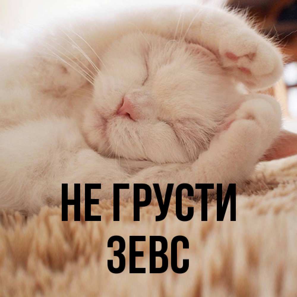Открытка на каждый день с именем, Зевс Не грусти Котенок спит Прикольная открытка с пожеланием онлайн скачать бесплатно 
