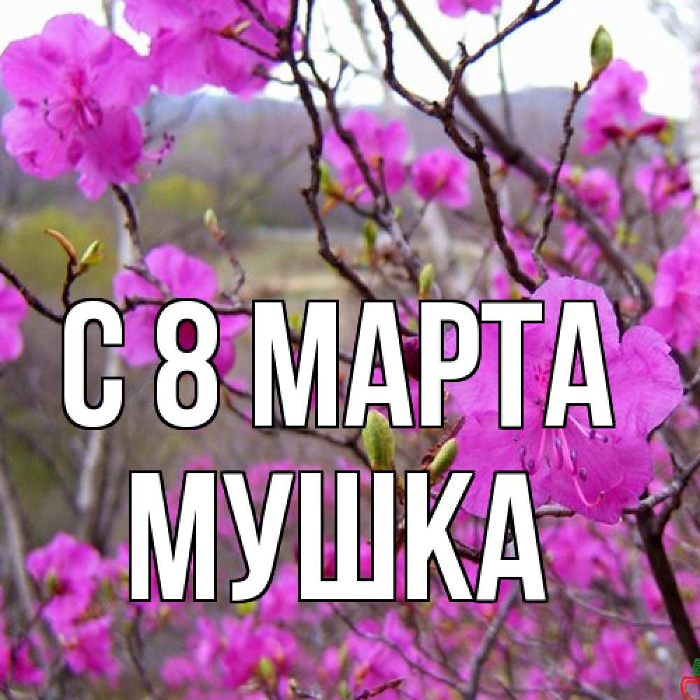 Открытка на каждый день с именем, мушка C 8 МАРТА международный женский день Прикольная открытка с пожеланием онлайн скачать бесплатно 
