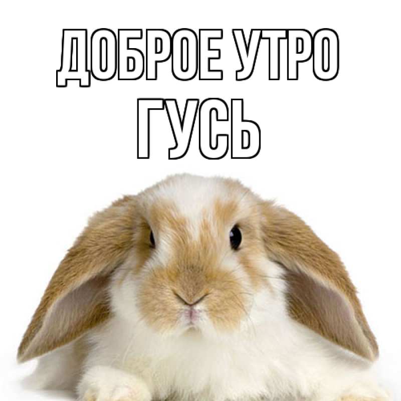 Картинка Доброе утро, Гусь