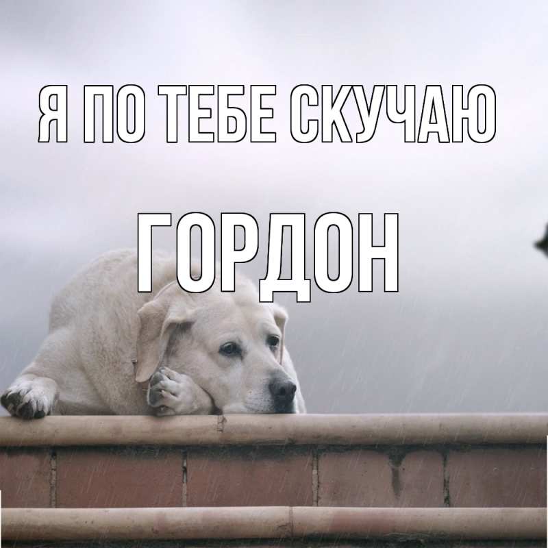 Картинка Я по тебе скучаю, Гордон