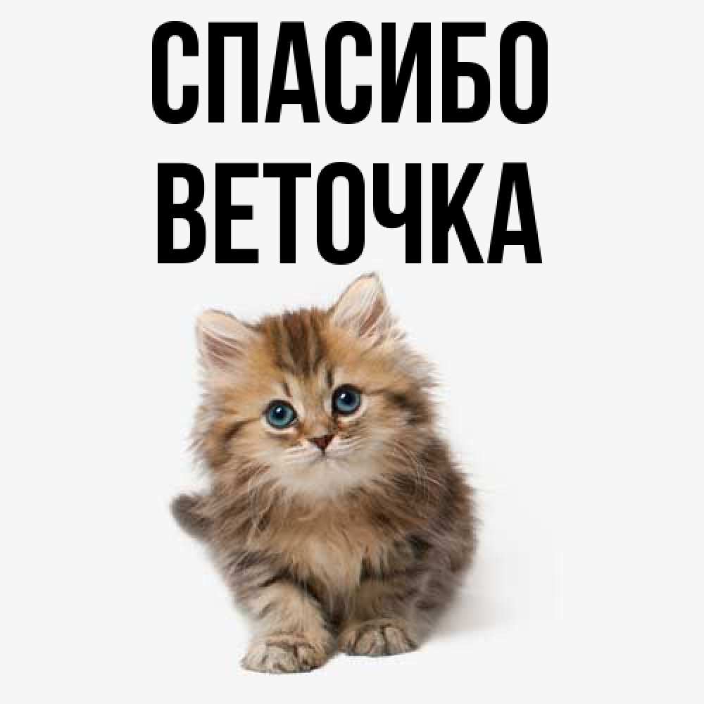 Открытка на каждый день с именем, Веточка Спасибо пушистый котик Прикольная открытка с пожеланием онлайн скачать бесплатно 