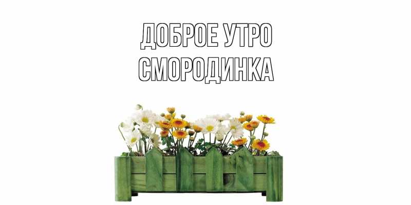 Картинка Доброе утро, смородинка