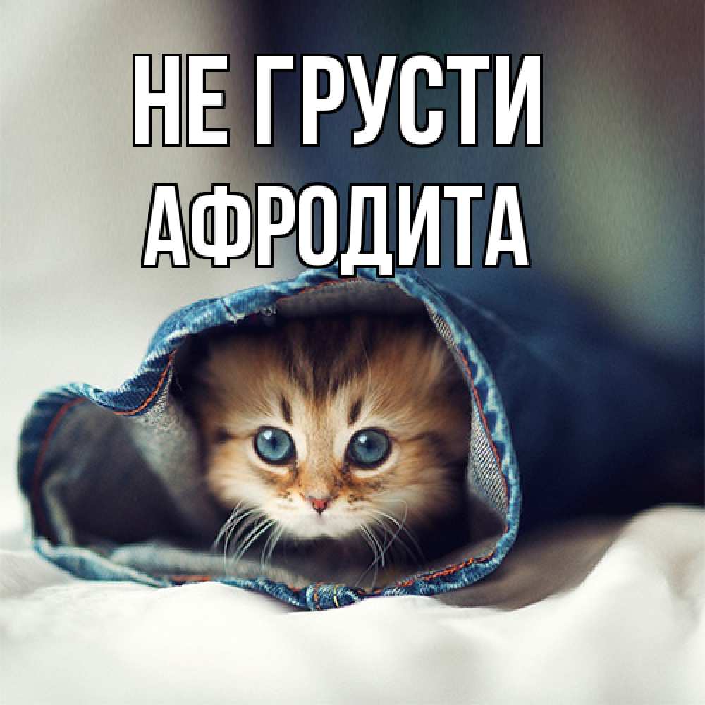 Открытка на каждый день с именем, Афродита Не грусти рыжик котик Прикольная открытка с пожеланием онлайн скачать бесплатно 