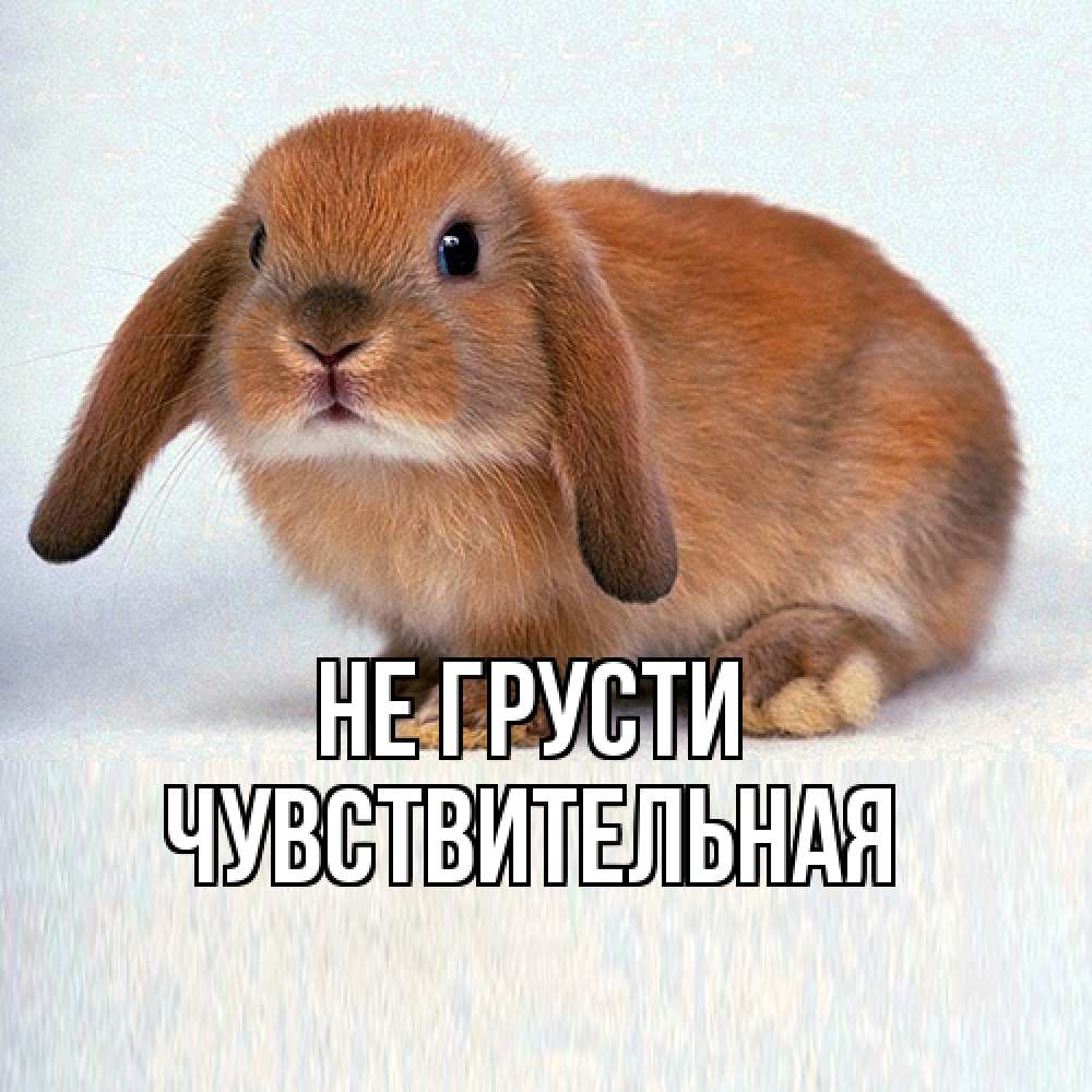 Открытка на каждый день с именем, Чувствительная Не грусти вислоухий рыжий кролик Прикольная открытка с пожеланием онлайн скачать бесплатно 