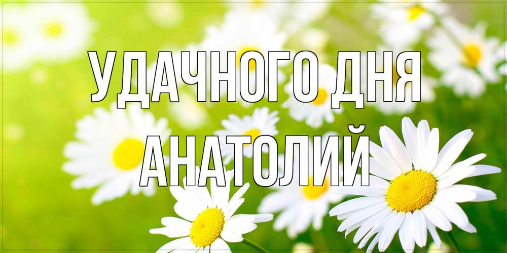 Открытка на каждый день с именем, Анатолий Удачного дня открытка с ромашками на зеленом фоне Прикольная открытка с пожеланием онлайн скачать бесплатно 