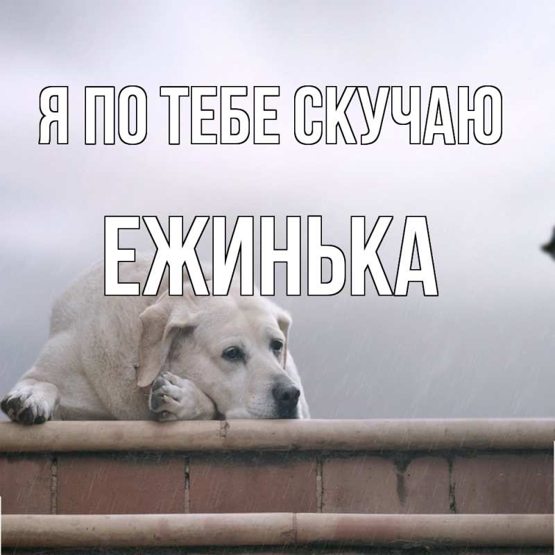 Картинка Я по тебе скучаю, ежинька