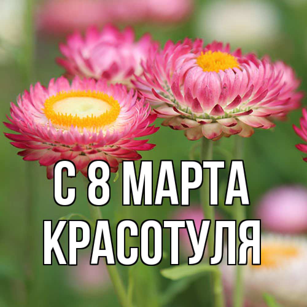 Открытка на каждый день с именем, Красотуля C 8 МАРТА подарок на международный женский день Прикольная открытка с пожеланием онлайн скачать бесплатно 