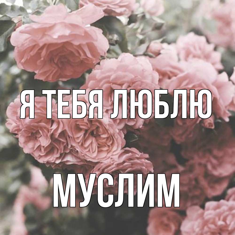 Открытка на каждый день с именем, Муслим Я тебя люблю розы 3 Прикольная открытка с пожеланием онлайн скачать бесплатно 