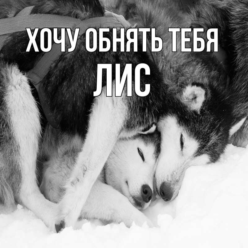 Картинка Хочу обнять тебя, лис