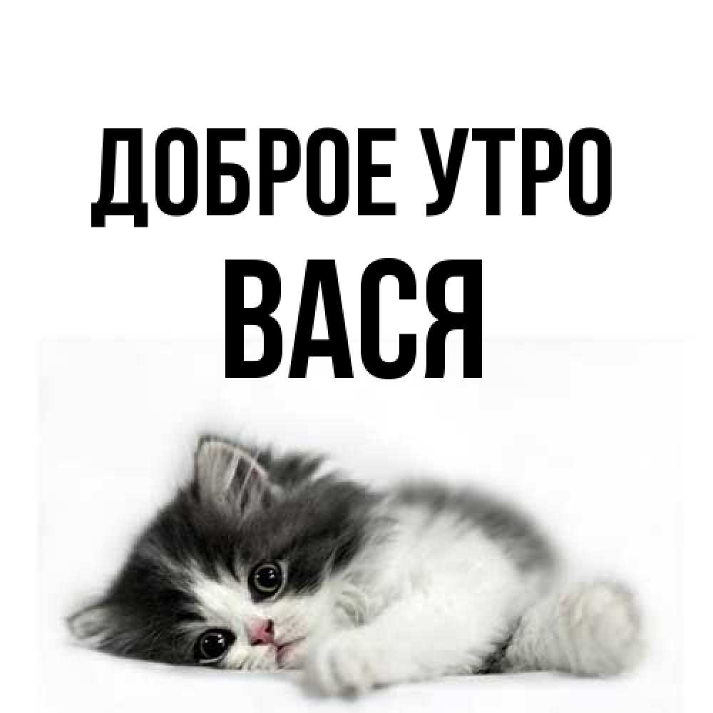 Открытка на каждый день с именем, Вася Доброе утро кот лапки Прикольная открытка с пожеланием онлайн скачать бесплатно 