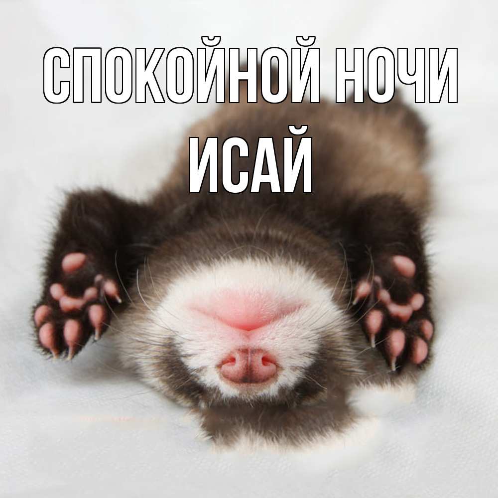 Открытка на каждый день с именем, Исай Спокойной ночи зверек Прикольная открытка с пожеланием онлайн скачать бесплатно 