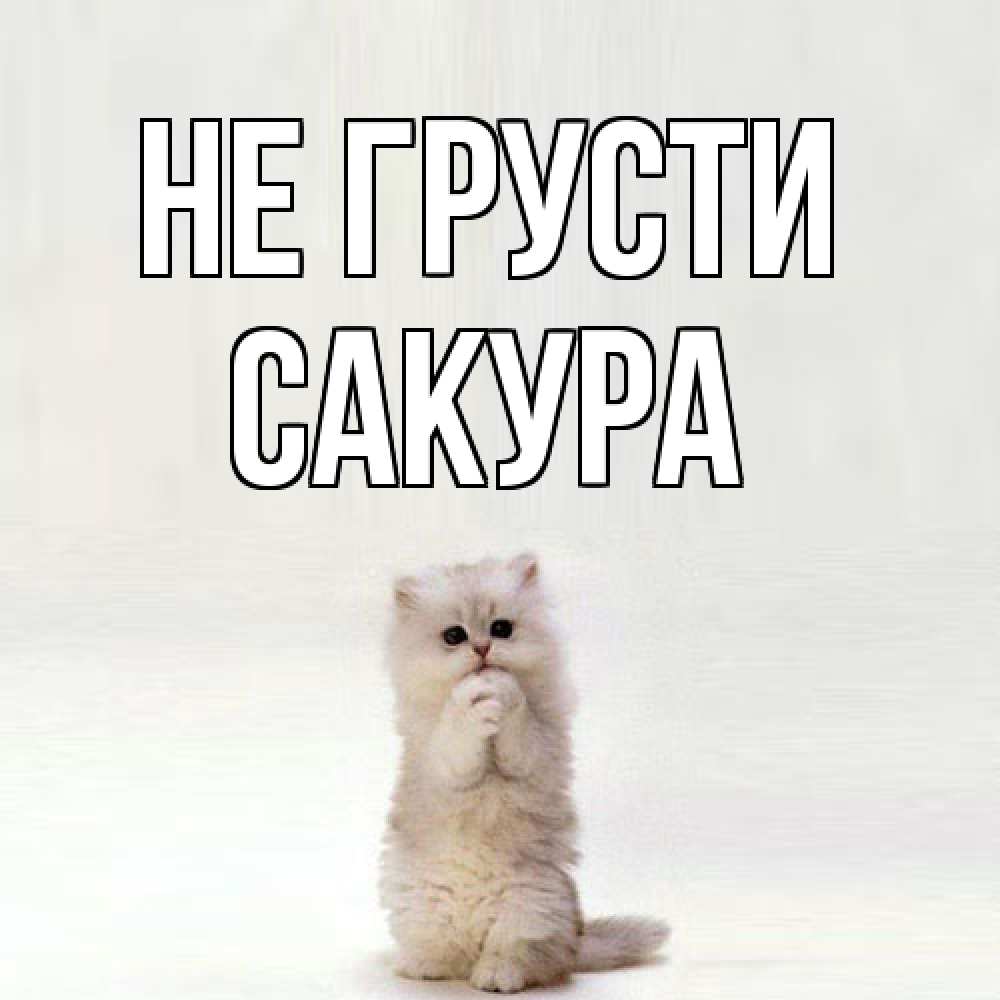 Открытка на каждый день с именем, Сакура Не грусти грустный кот Прикольная открытка с пожеланием онлайн скачать бесплатно 