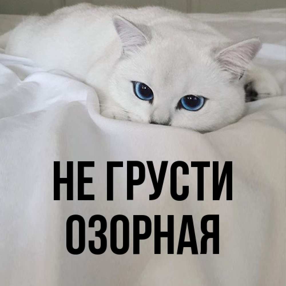 Открытка на каждый день с именем, Озоpная Не грусти Голубоглазая кошка Прикольная открытка с пожеланием онлайн скачать бесплатно 