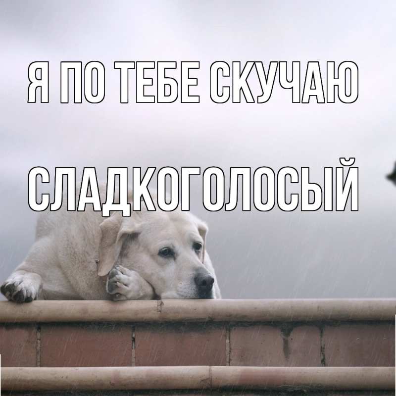 Картинка Я по тебе скучаю, Сладкоголосый