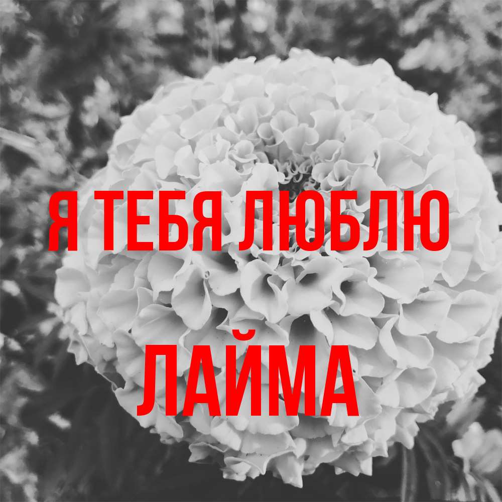 Открытка на каждый день с именем, Лайма Я тебя люблю подпись Прикольная открытка с пожеланием онлайн скачать бесплатно 