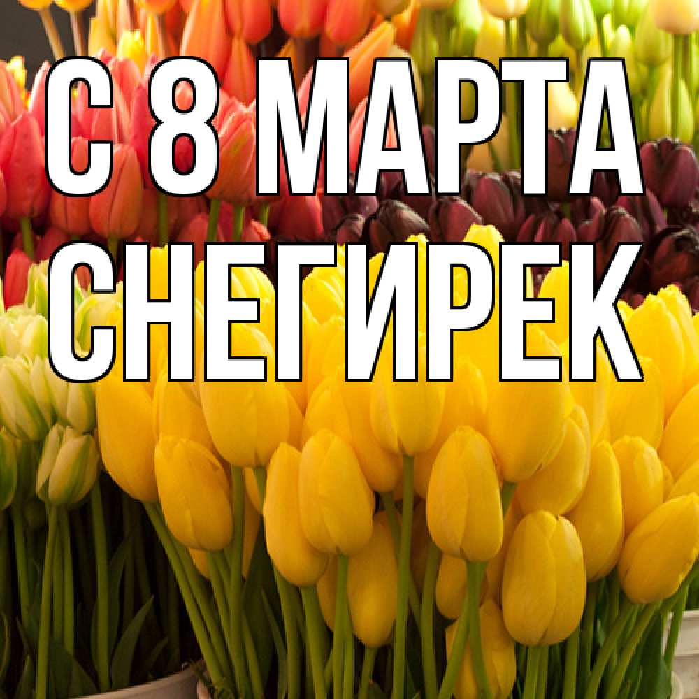 Открытка на каждый день с именем, снегирек C 8 МАРТА цветы Прикольная открытка с пожеланием онлайн скачать бесплатно 