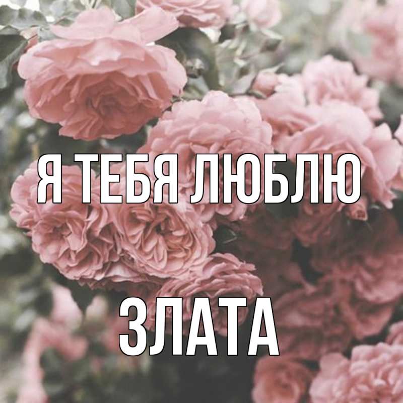 Картинка Я тебя люблю, Злата