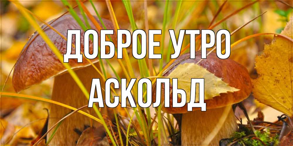 Открытка на каждый день с именем, Аскольд Доброе утро осенние грибы Прикольная открытка с пожеланием онлайн скачать бесплатно 