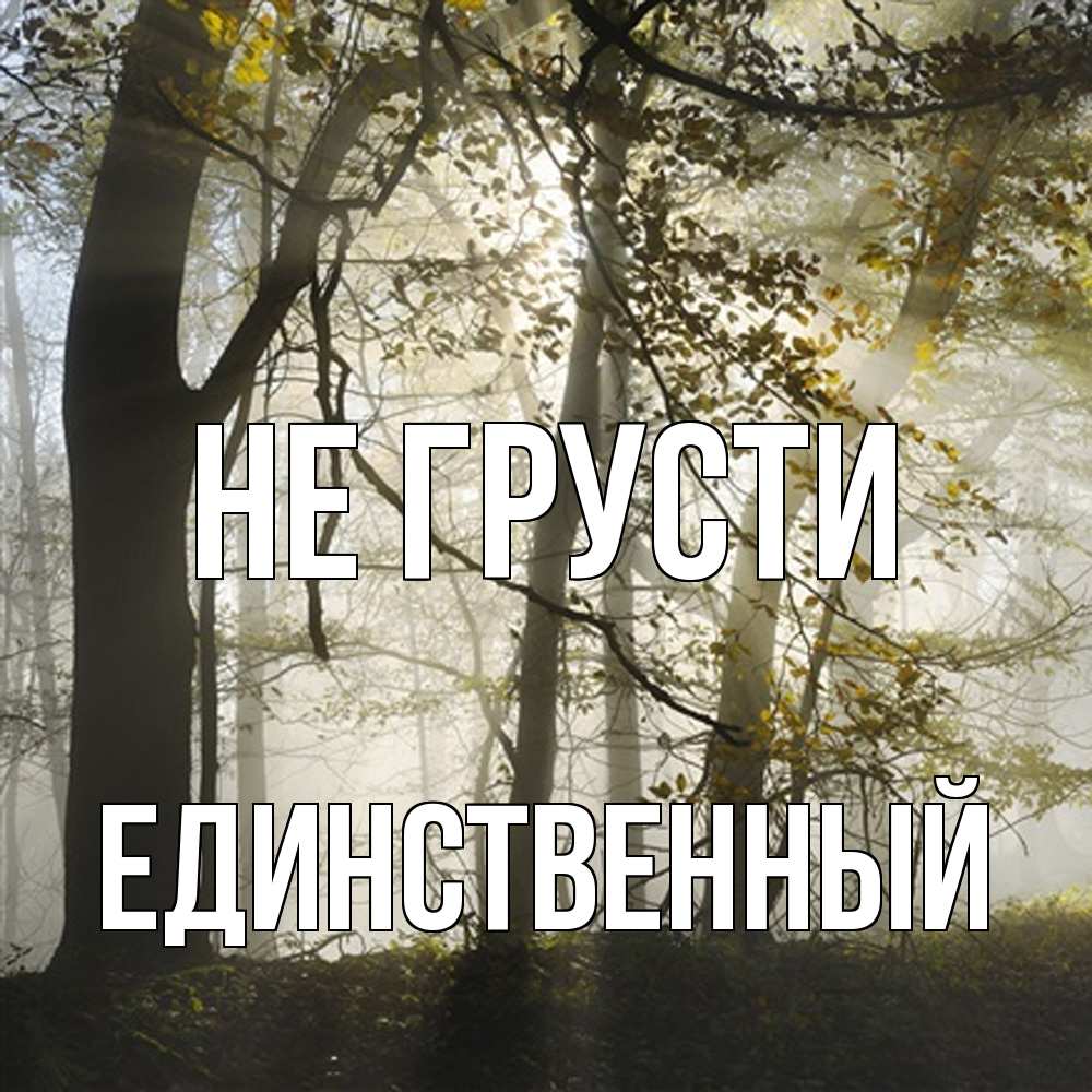 Открытка на каждый день с именем, Единственный Не грусти лес и свет Прикольная открытка с пожеланием онлайн скачать бесплатно 
