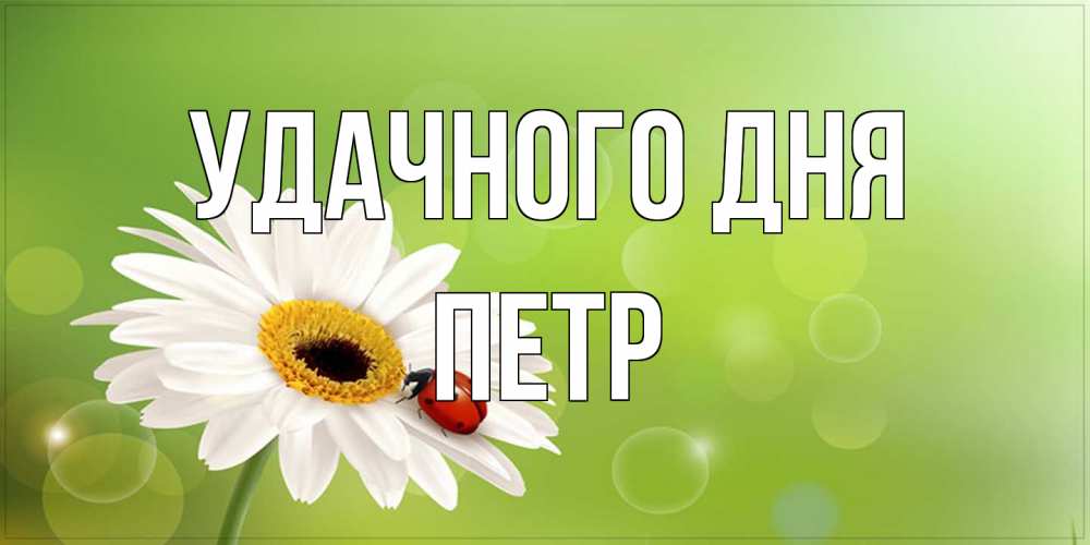 Открытка на каждый день с именем, Петр Удачного дня зеленый фон и ромашка Прикольная открытка с пожеланием онлайн скачать бесплатно 