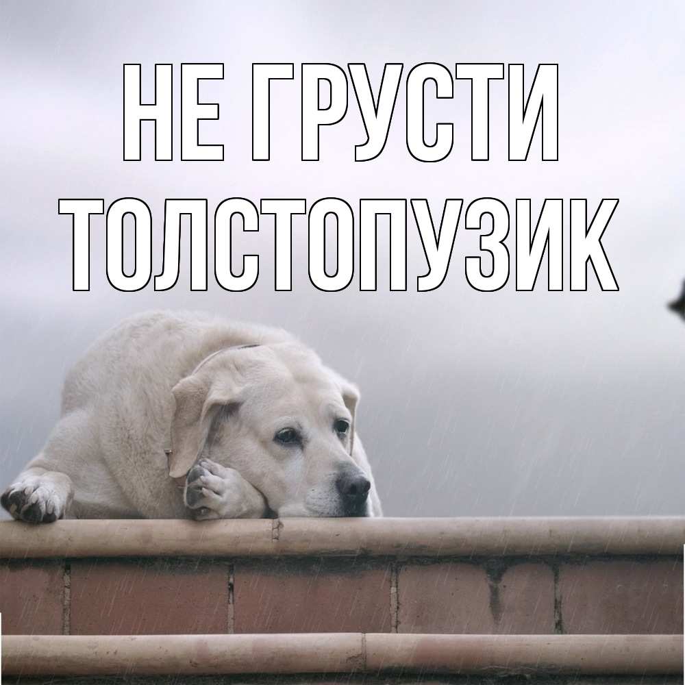Открытка на каждый день с именем, Толстопузик Не грусти белый пес 1 Прикольная открытка с пожеланием онлайн скачать бесплатно 