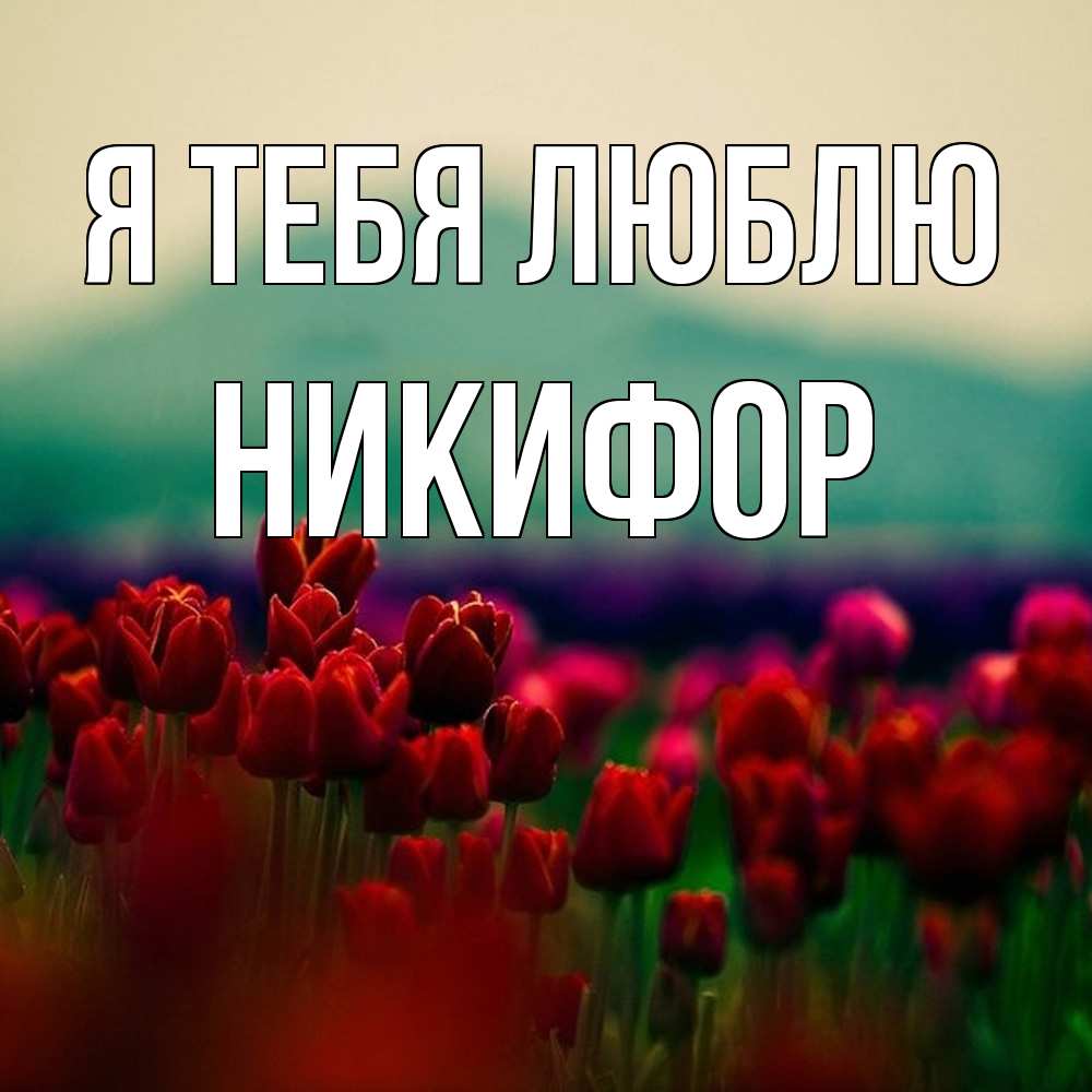 Открытка на каждый день с именем, Никифор Я тебя люблю тюльпаны 4 Прикольная открытка с пожеланием онлайн скачать бесплатно 